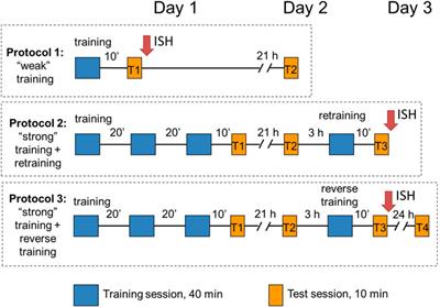 The power of innate: Behavioural attachment and neural activity in responses to natural and artificial objects in filial imprinting in chicks